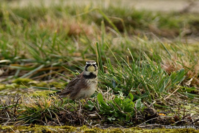 Horned Lark