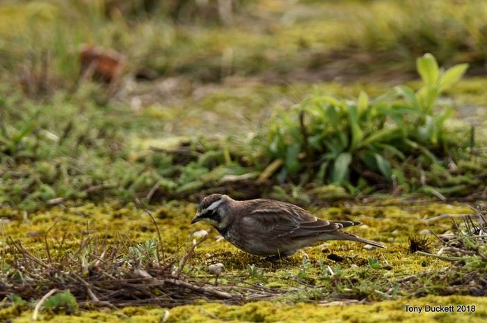 Horned Lark