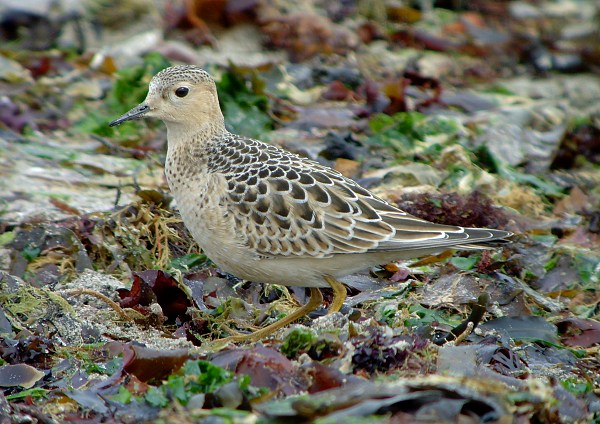 Buff-breasted Sandpiper