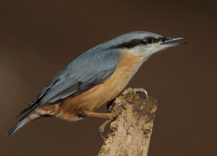 Nuthatch