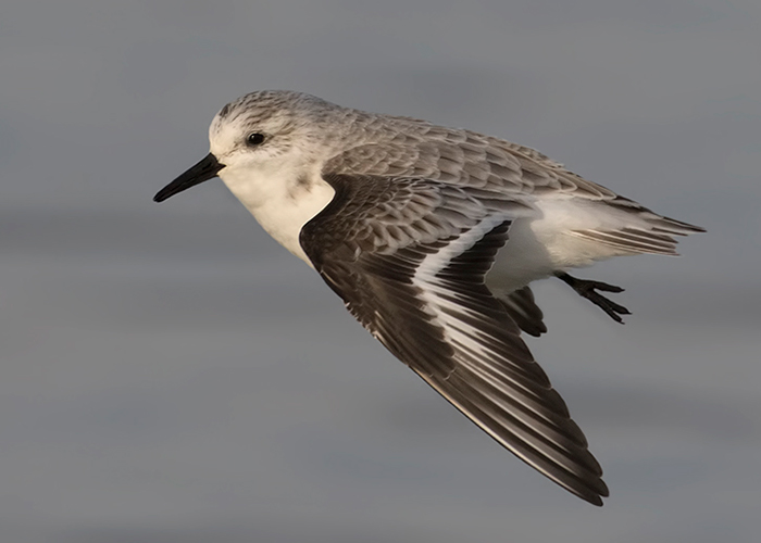 Sanderling