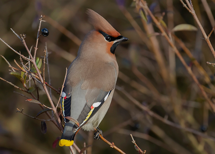 Waxwing