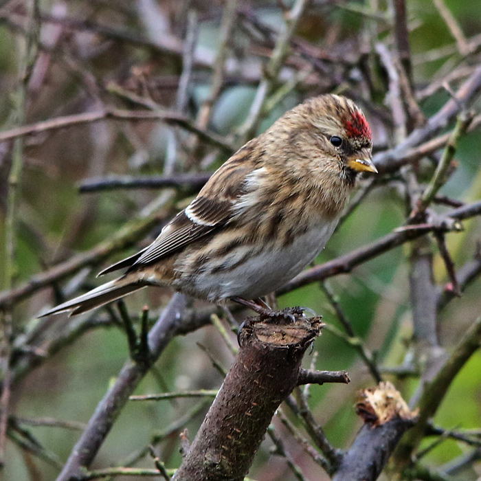 Lesser Redpoll
