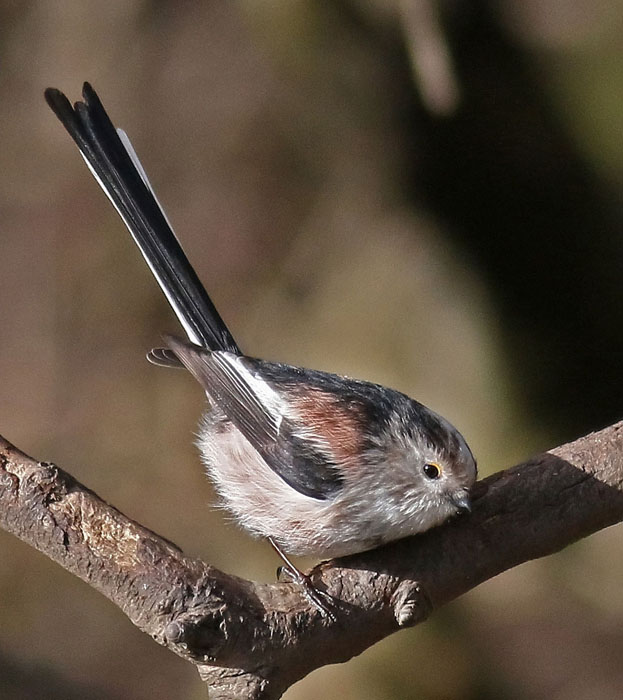 Long-tailed Tit