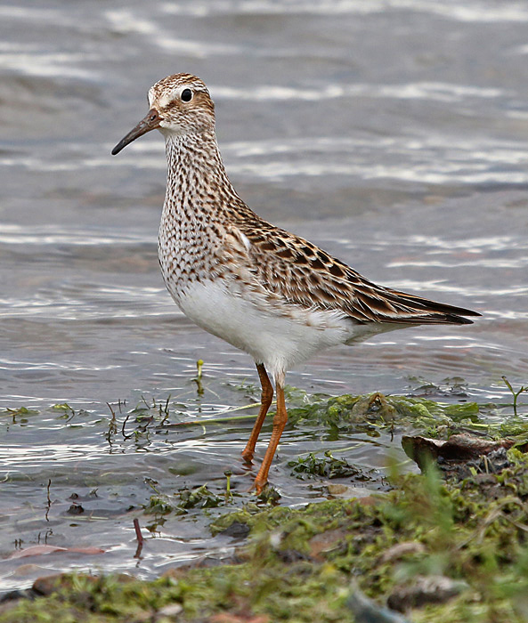 Pectoral Sandpiper