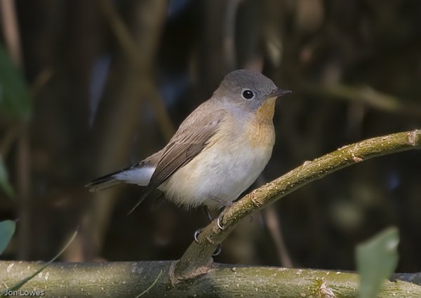 Red-breasted Flycatcher