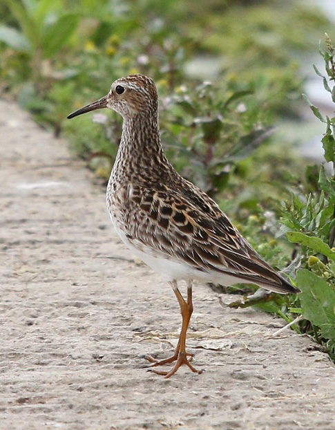 Pectoral Sandpiper