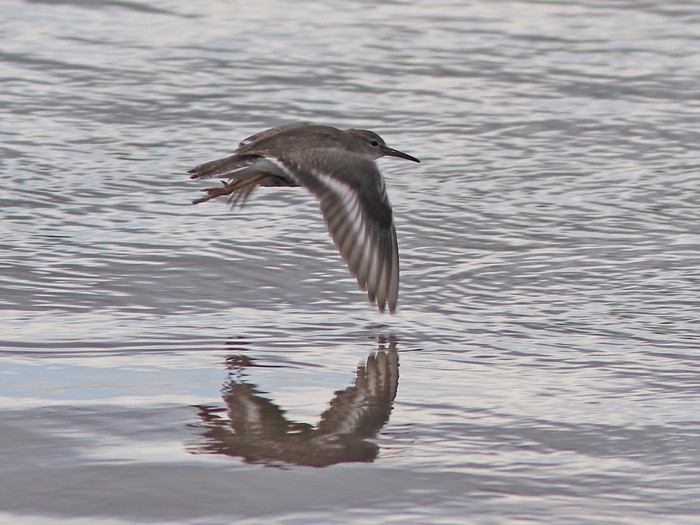 Spotted Sandpiper