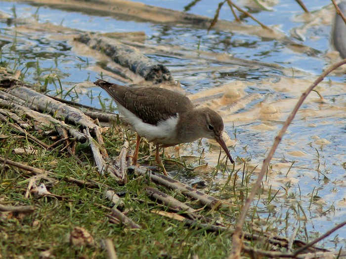 Spotted Sandpiper