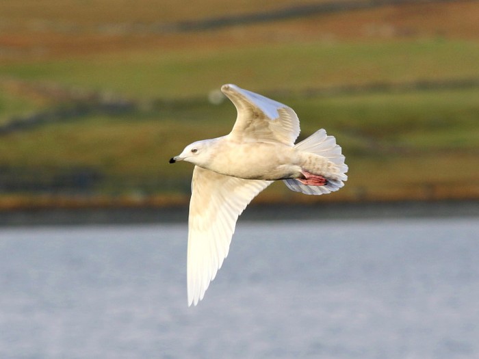 Iceland Gull