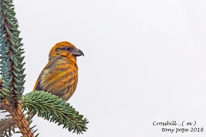 Crossbill