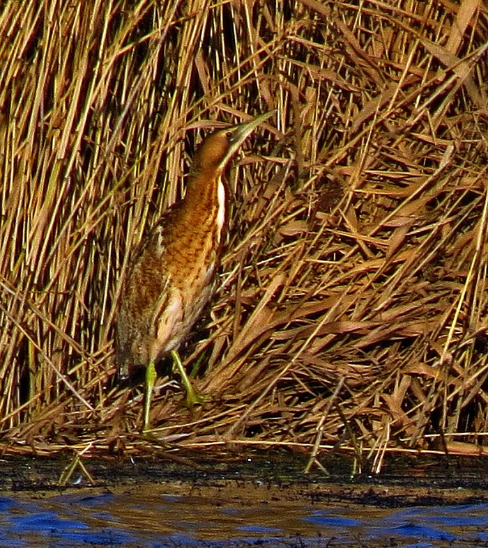 Bittern
