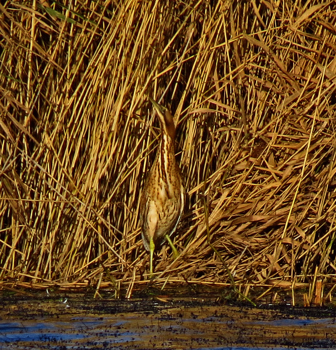 Bittern