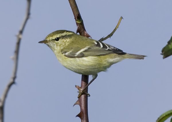 Yellow-browed Warbler