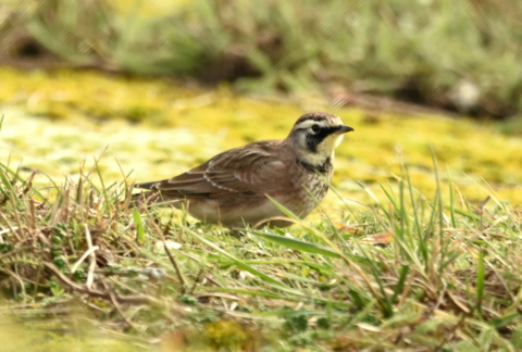 Horned Lark