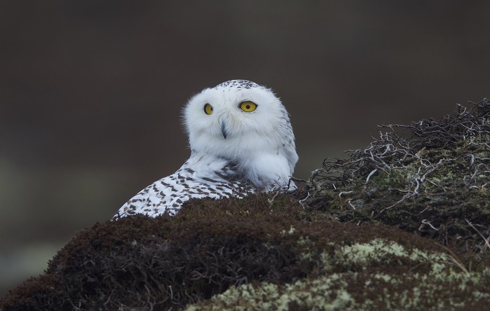 Snowy Owl