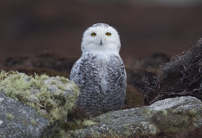 Snowy Owl