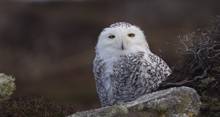 Snowy Owl