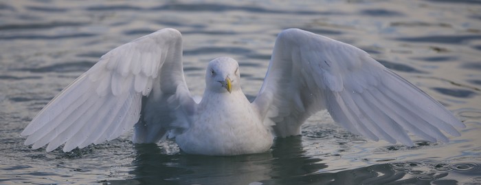 Glaucous Gull