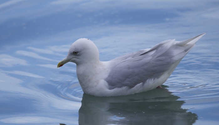 Iceland Gull