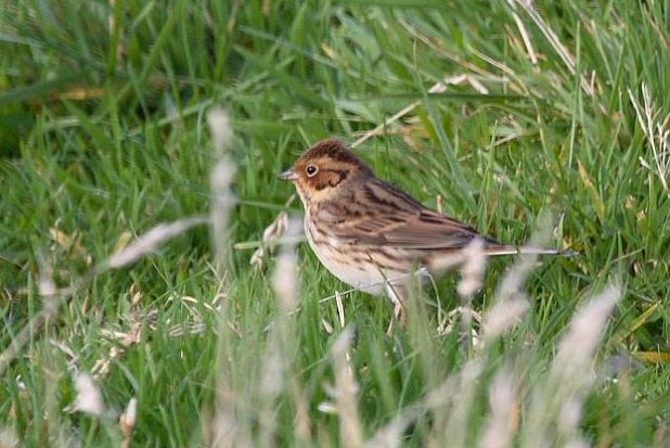 Little Bunting
