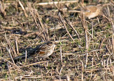Lapland Bunting