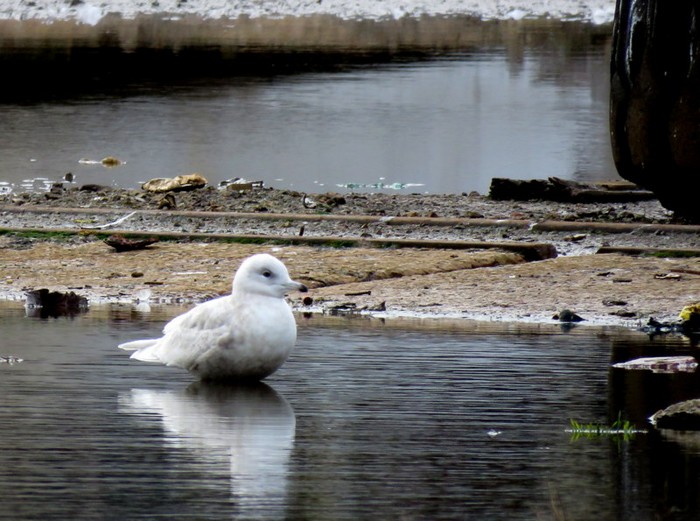 Iceland Gull