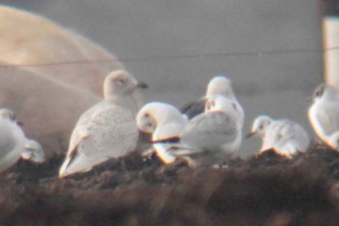 Iceland Gull