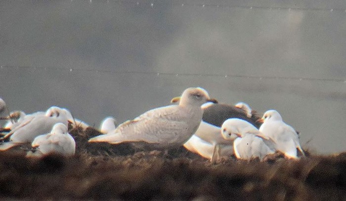 Iceland Gull
