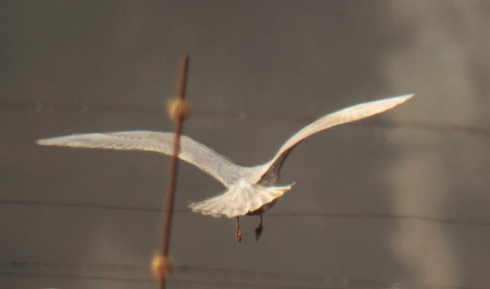 Iceland Gull
