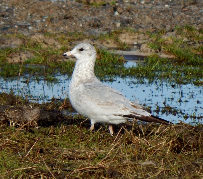Ring-billed Gull