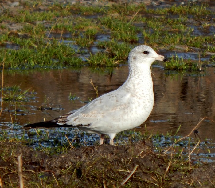 Ring-billed Gull