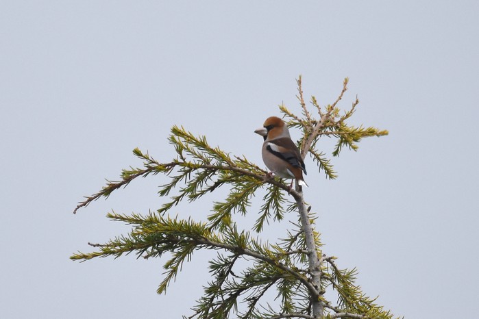 Hawfinch