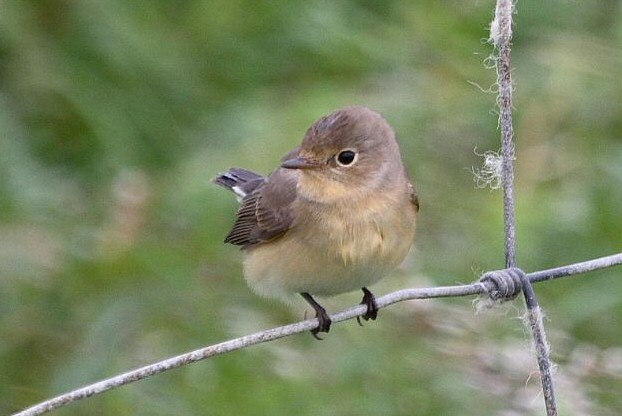 Red-breasted Flycatcher