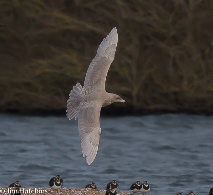 Glaucous Gull