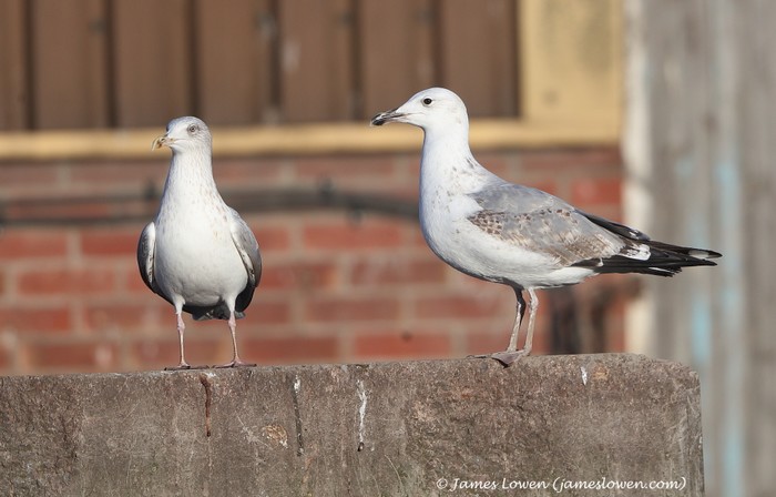 Caspian Gull