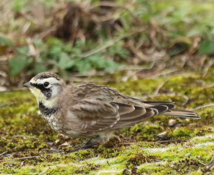 Horned Lark