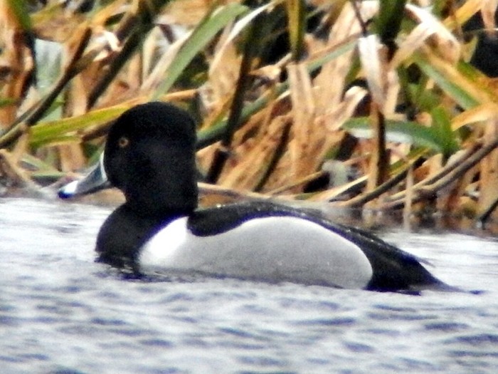 Ring-necked Duck