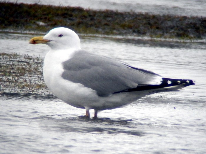 Yellow-legged Gull