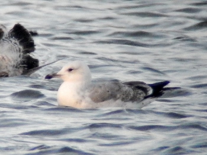 Caspian Gull
