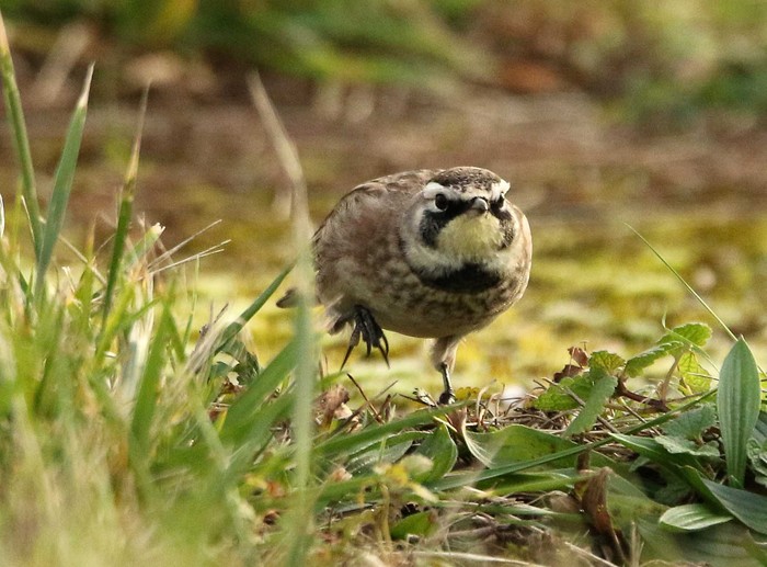 Horned Lark