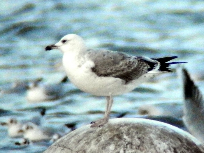 Caspian Gull