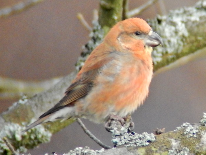 Parrot Crossbill