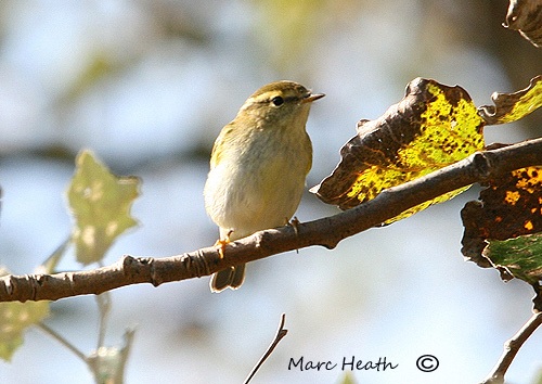 Yellow-browed Warbler