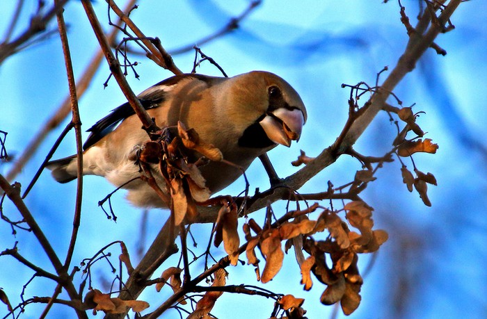 Hawfinch