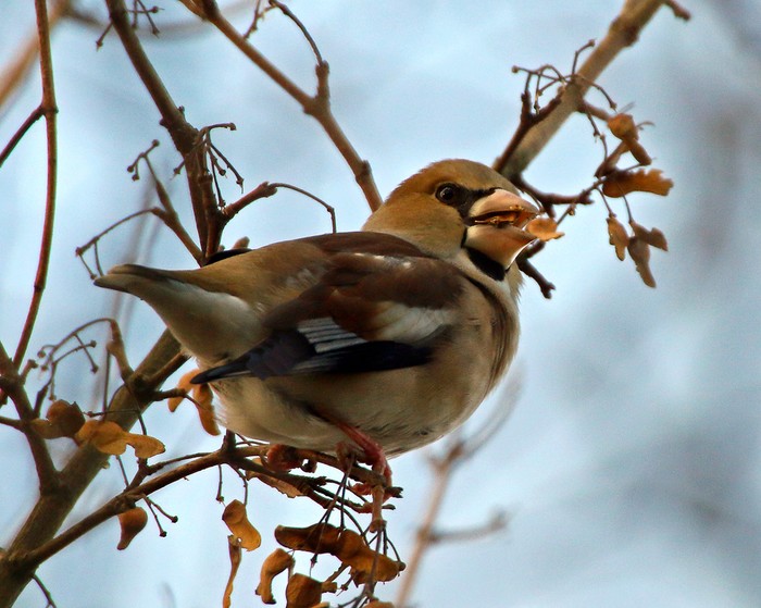 Hawfinch
