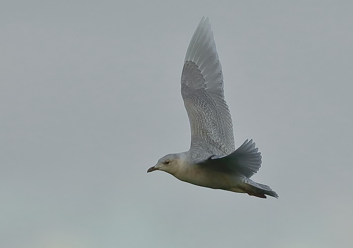 Iceland Gull
