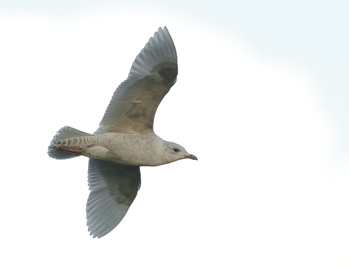 Iceland Gull
