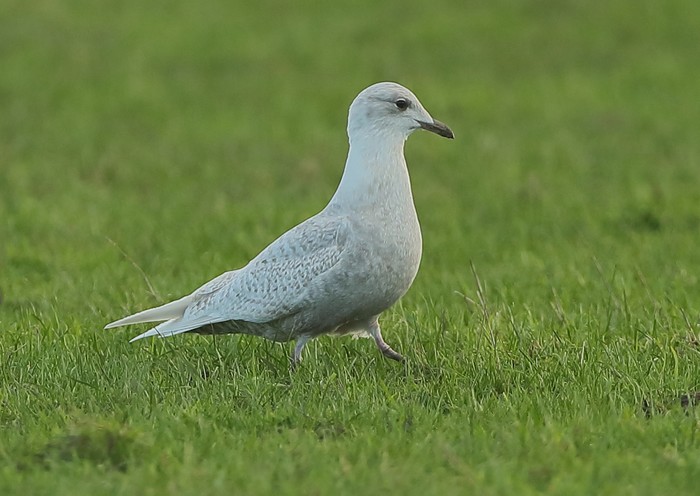 Iceland Gull