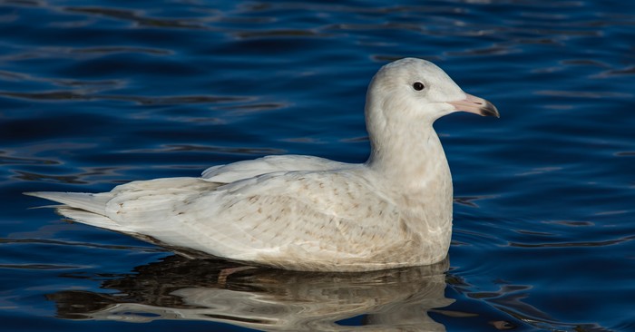 Glaucous Gull